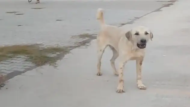 Spor yaparken başıboş köpeklerin saldırısında yaralandı