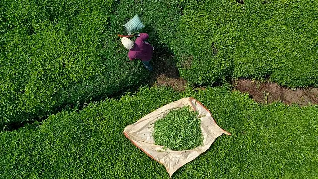 ÇAYKUR'dan yaş çay alımına kontenjan kararı