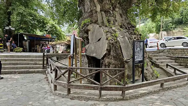 3 bin yıllık 'Musa Ağacı' dev cüssesiyle ilgi uyandırıyor