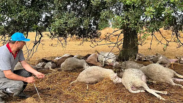 Ağaca yıldırım düştü çevresindeki 29 koyun öldü