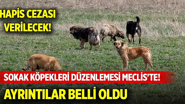 Sokak köpekleri düzenlemesi Meclis'te! İşte AK Parti'nin teklifi