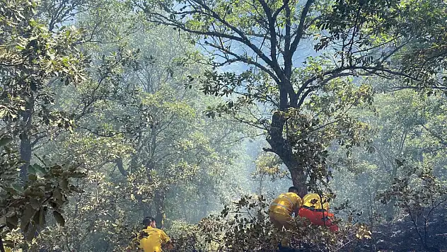 Bolu'da ormanda örtü yangını büyümeden söndürüldü