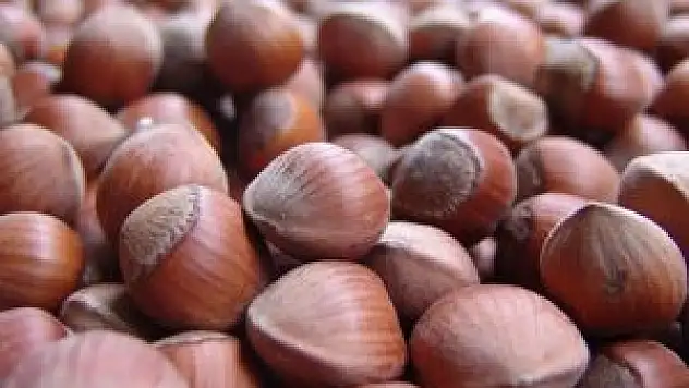 Fatsa'da 1 ton fındık çalındı