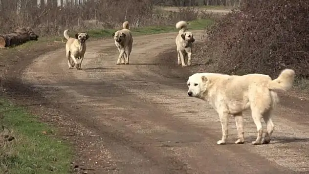 Sahipsiz hayvanlara yönelik düzenlemeler içeren kanun Resmi Gazete'de