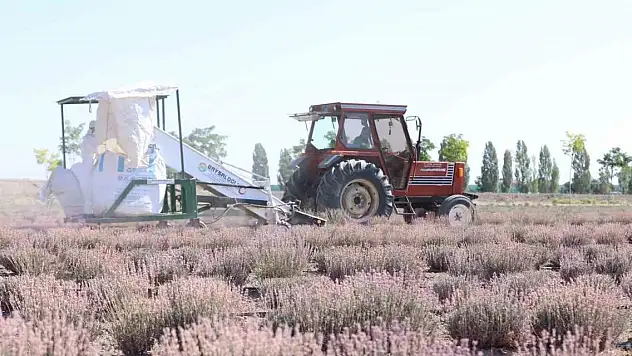 Karatay Lavanta Bahçeleri'nde hasat zamanı