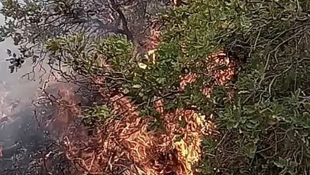 Aksaray'da anız yangını ormanlık alana sıçradı