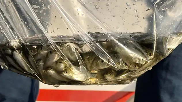 Beyşehir Gölü'ne salınan yavru sazan sayısı 2,5 milyona ulaştı