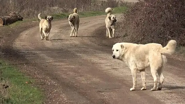 Başıboş sokak köpekleri teklifi komisyondan geçti