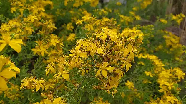Bu bitki asılardır geleneksel tıpta yer ediniyor… Adeta her derde deva! Faydaları saymakla bitmiyor