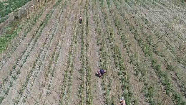 İstanbul bu tarlaya akın ediyor!