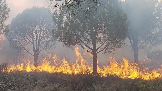 5 ilde orman yangını: Müdahale sürüyor