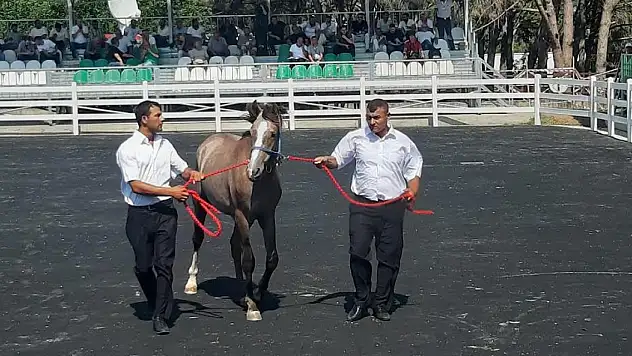 Bu taylar ev fiyatına alıcı buldu
