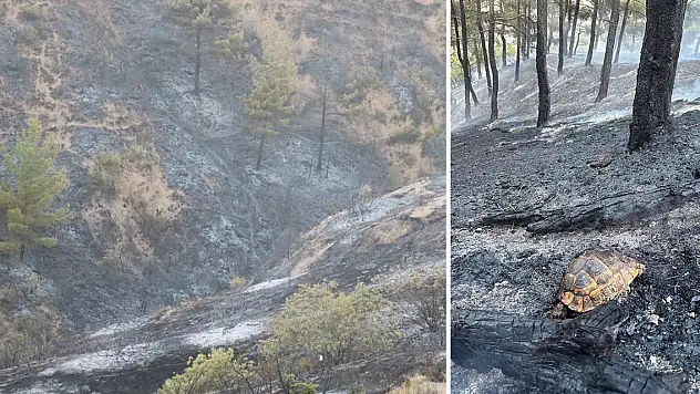 Denizli Çivril'de çıkan orman yangını kontrol altına alındı