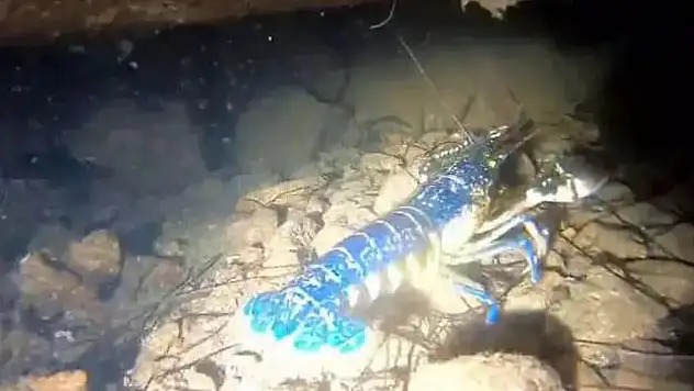 200 milyonda 1 görülüyor