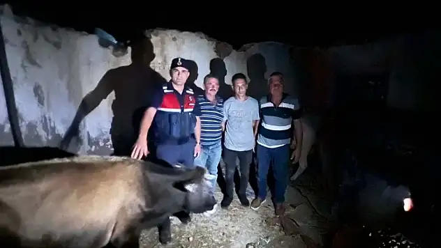 Kaybolan büyükbaş hayvanlar farklı şehirde bulundu