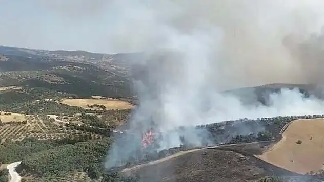 Manisa'da orman yangını