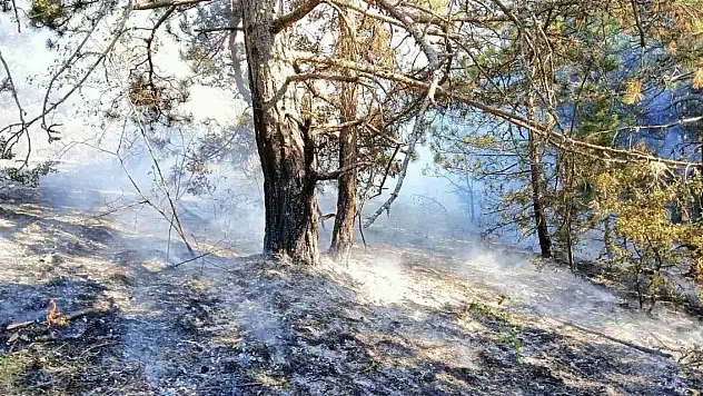 Kastamonu'da çıkan orman yangını büyümeden söndürüldü
