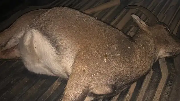 Dağ keçisi avlayan 3 kişiye 694 bin lira para cezası