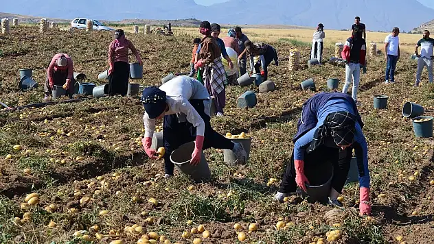 Geçen yıl 10 lirayken bu yıl 5 lira