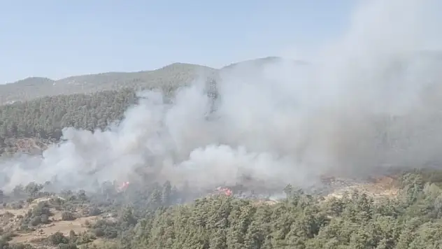 Milas'taki orman yangını devam ediyor