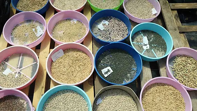 Türkiye'nin 81 iline ücretsiz yerel tohum  dağıtılacak