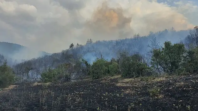 Tokat'ın Erbaa ilçesinde orman yangını
