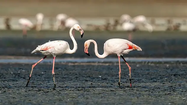 Tuz Gölü, 5 bin yavru flamingoya ev sahipliği yapıyor