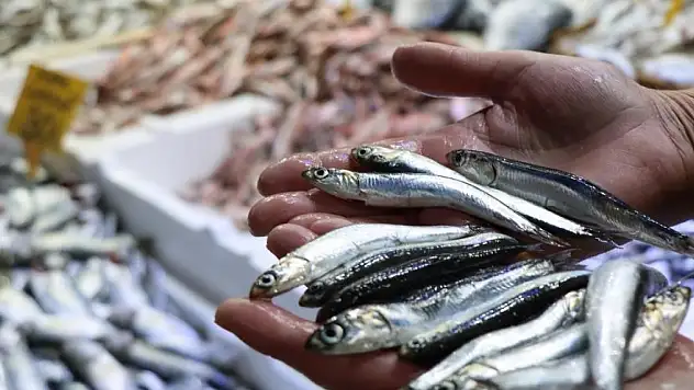 Hamsinin toplam avlanabilir miktarı belli oldu