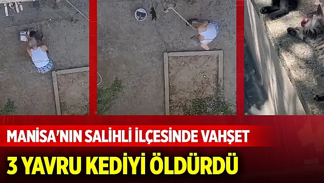 Manisa'nın Salihli ilçesinde vahşet: 3 yavru kediyi fırça sapıyla öldürdü