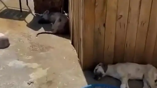 Ankara'da 5 köpek ölü bulundu