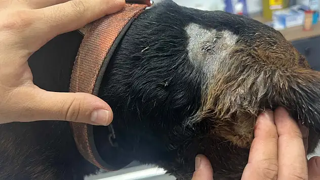 Sokak köpeği tabancayla vuruldu