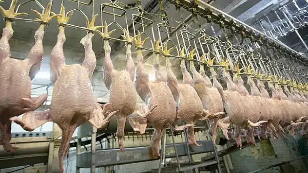 TÜİK açıkladı! Tavuk eti üretiminde artış