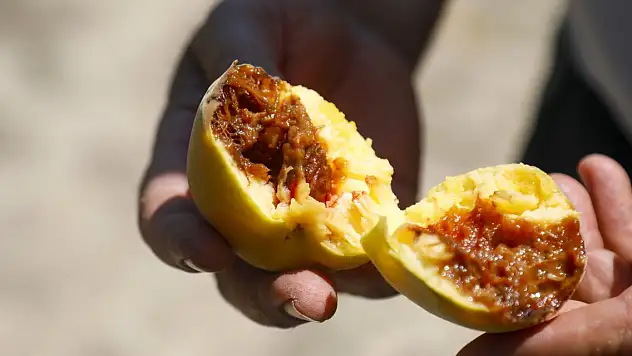 Antalya'da üreticiye 'bilinmeyen' şok! Tonlarca ihracatlık meyve dalında çürüdü!