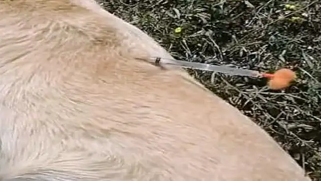 Ormanda 3 köpek ölü bulundu