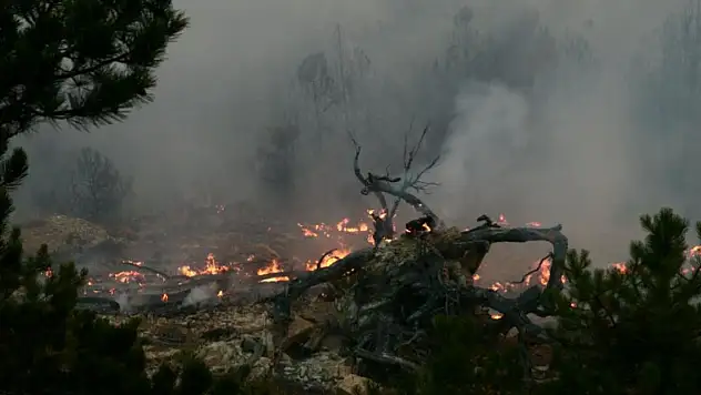 Bolu'daki orman yangınıyla ilgili 2 tutuklama
