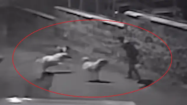 Sokak köpeklerinin saldırısından böyle kurtuldu