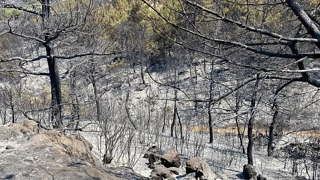 Son Dakika! Bakan Yumaklı: Manisa ve Uşak'taki yangınlar kontrol altında