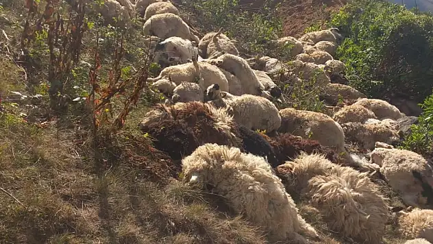 Arazide yuvarlanan 88 koyunu öldü
