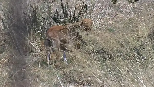 Korkunç ölüm! Çok sayıda başıboş sokak köpeği genç adamı parçaladı