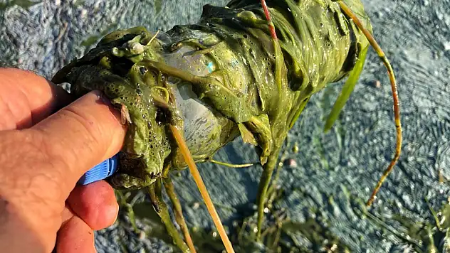 Eğirdir Gölü'nde müsilaj da başladı