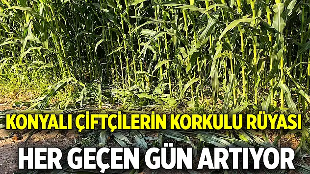 Konyalı çiftçilerin korkulu rüyası  Her geçen gün artıyor