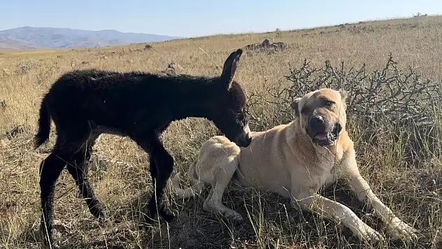 'Kral' bu kez sürünün eşeğine sahip çıktı