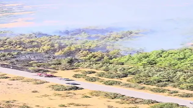 Bergama'da orman yangını