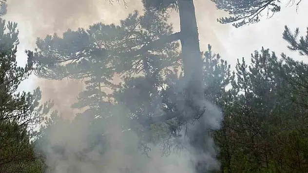 Yıldırımın düştüğü ormanlık alanda yangın çıktı