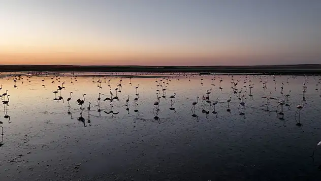 Tuz Gölünden sevindiren gelişme
