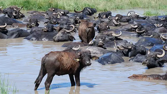 Burası Afrika değil! Görüntüler Türkiye'den