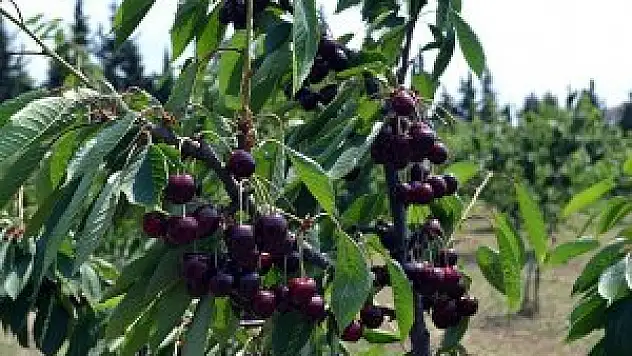 Kanserin düşmanı 'süper meyve'de ilk ürün alındı