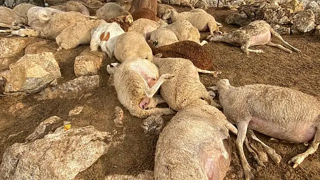 Çınar ağacına yıldırım düştü, altında bulunan 30 küçükbaş öldü