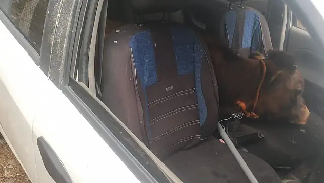 Polisin 'dur' ihtarına uymayıp kaçan otomobilden çalıntı 'dana' çıktı