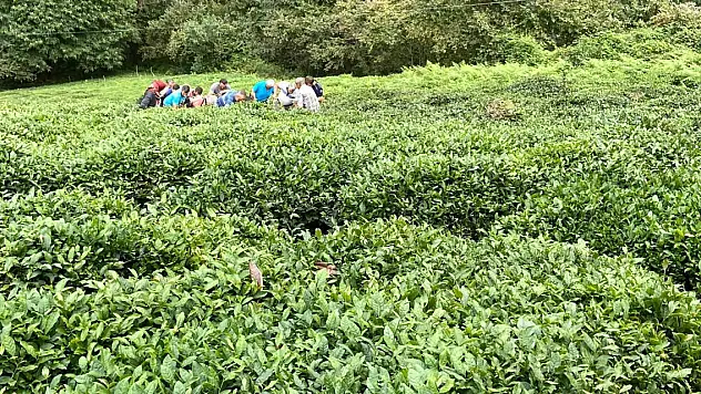 Çay toplarken uçuruma yuvarlanan kadın yaralandı
